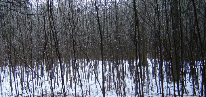 Woods in snow