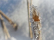 ice crystals on stalk of wheat