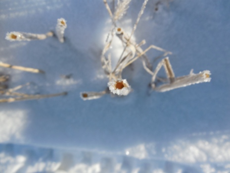 ice crystals on wheat stalk