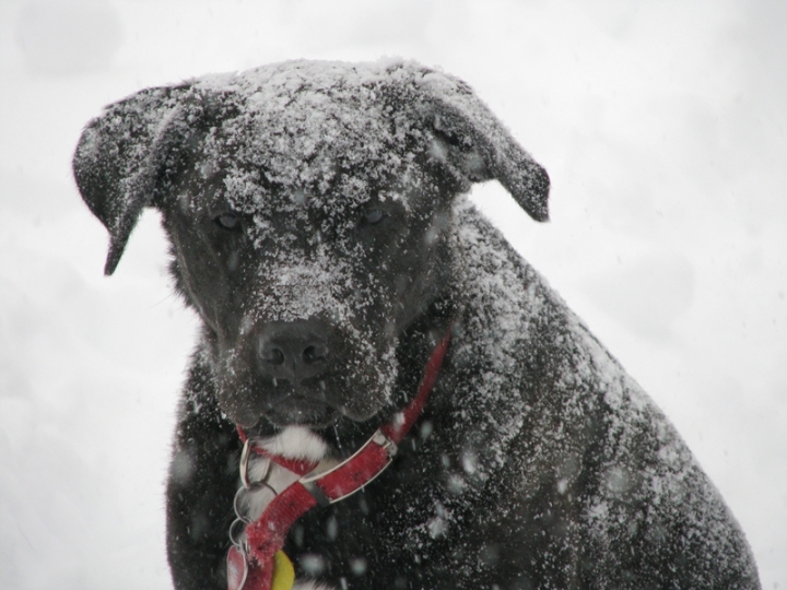 snowy grumpy dog