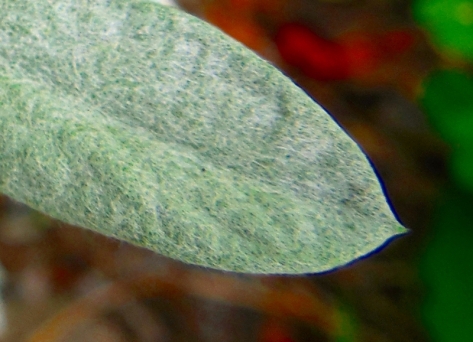 silver green leaf macro