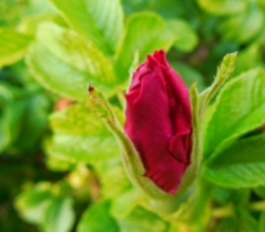 Explorer red rose bud