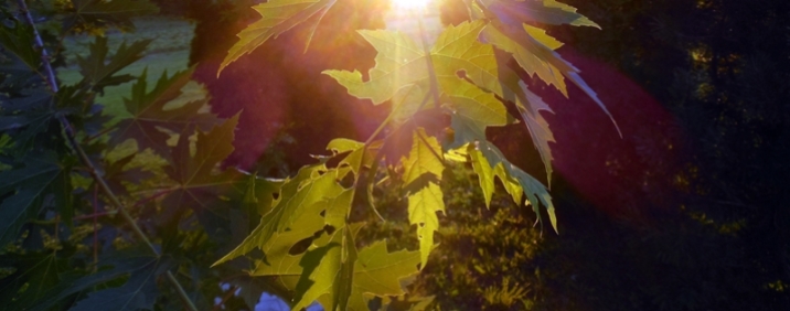 maple leaves in evening sunlight
