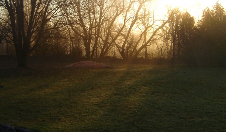 morning light filtering through trees