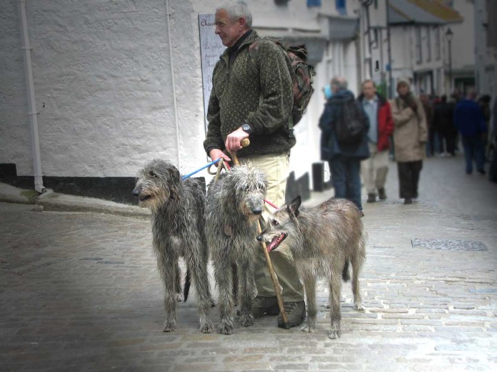 Irish wolfhounds in St Ives