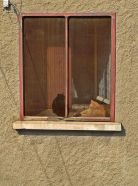 cats lying in sun in window