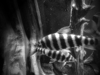 black and white fish at Montreal Biodome