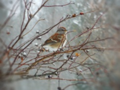 bird in bush sparrow