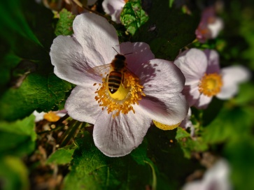 anemone flower and bee