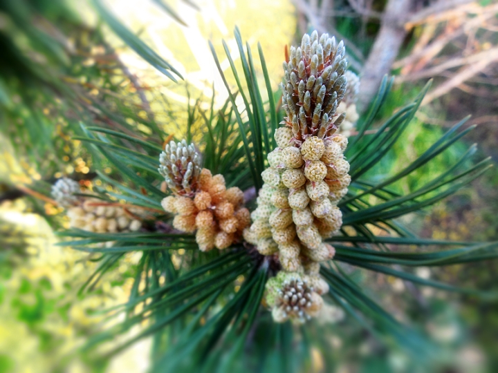 macro of mugo pine cone